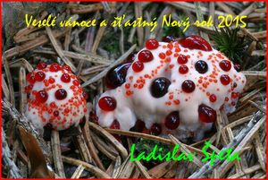 Klikni pro velký obrázek