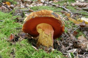 Klikni pro velký obrázek