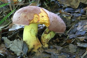 Klikni pro velký obrázek