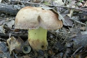 Klikni pro velký obrázek