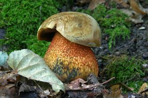 Klikni pro velký obrázek