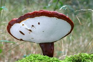 Lesklokorka lesklá - Ganoderma lucidum (Curtis) P. Karst. 1881