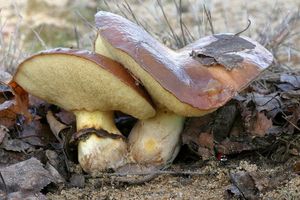 Klikni pro velký obrázek