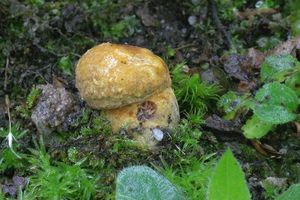 Klikni pro velký obrázek