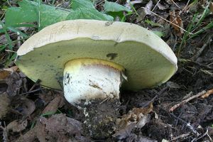 Klikni pro velký obrázek