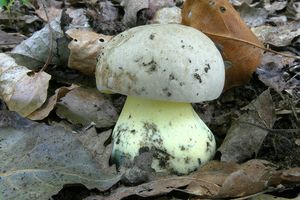 Klikni pro velký obrázek