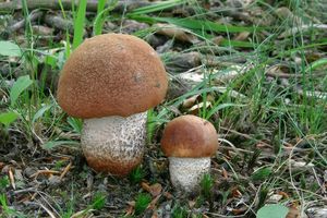 Klikni pro velký obrázek