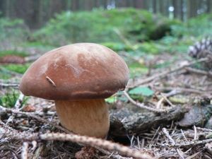 Klikni pro velký obrázek