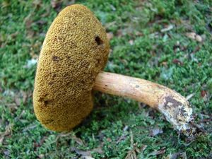 Klikni pro velký obrázek