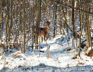 Klikni pro velký obrázek