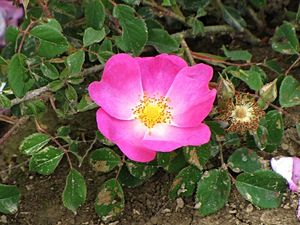 Růže galská (Rosa gallica L.)