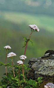 Kozlík trojený rakouský (Valeriana tripteris subsp. austriaca E. Walth)