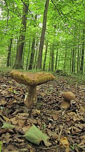 Klikni pro velký obrázek