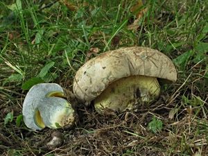 Klikni pro velký obrázek