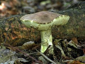 Klikni pro velký obrázek