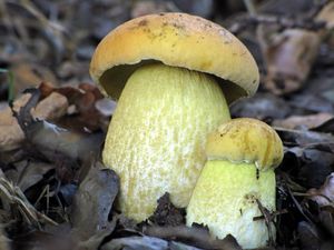 Klikni pro velký obrázek