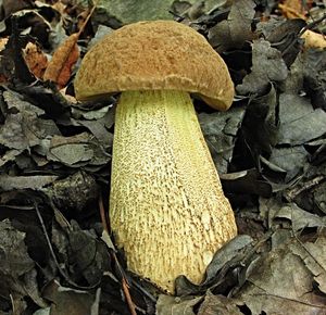 Klikni pro velký obrázek