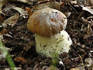 Klikni pro velký obrázek