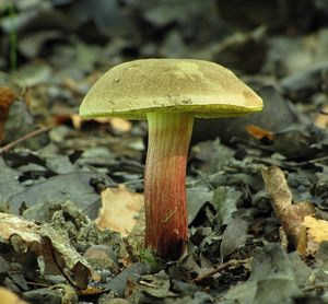 Klikni pro velký obrázek