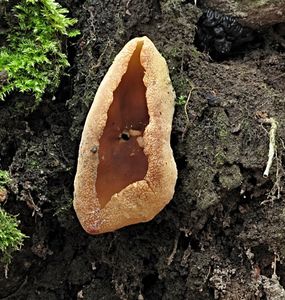 Klikni pro velký obrázek