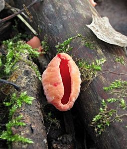 Klikni pro velký obrázek