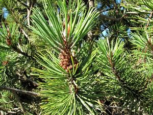 Borovice kleč (Pinus mugo)