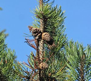 Borovice kleč (Pinus mugo)