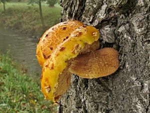 Klikni pro velký obrázek