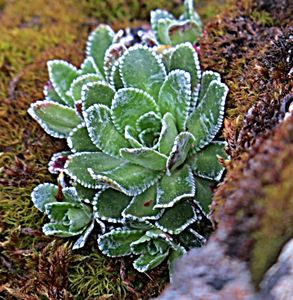 Lomikámen vždyživý rakouský (Saxifraga paniculata)
