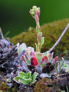 Lomikámen vždyživý rakouský (Saxifraga paniculata)