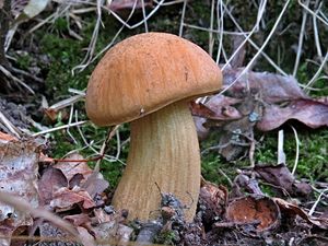 Klikni pro velký obrázek