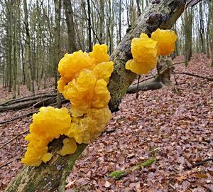 Klikni pro velký obrázek