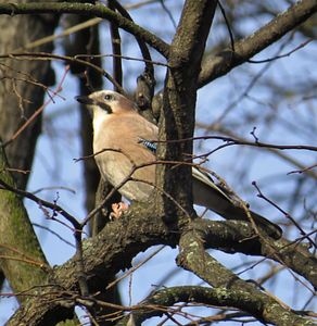 Klikni pro velký obrázek