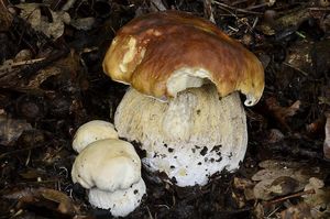Hřib smrkový - Boletus edulis Bull. 1782
