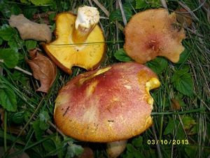 Klikni pro velký obrázek