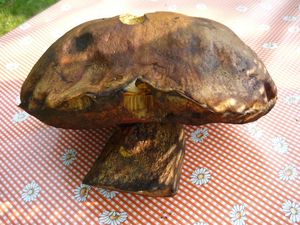 Klikni pro velký obrázek