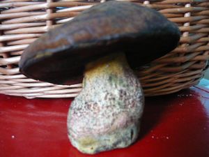 Klikni pro velký obrázek