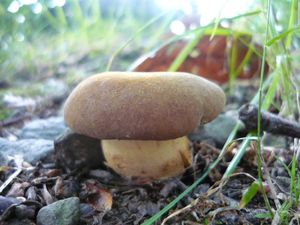 Klikni pro velký obrázek