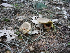 Klikni pro velký obrázek