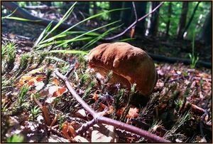 Klikni pro velký obrázek