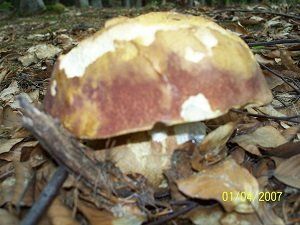 Klikni pro velký obrázek