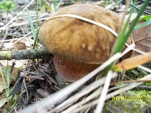 Klikni pro velký obrázek