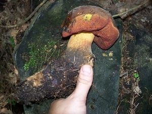 Klikni pro velký obrázek