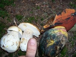 Klikni pro velký obrázek