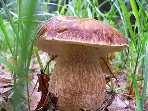 Klikni pro velký obrázek