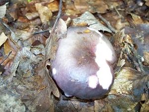 Klikni pro velký obrázek