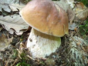 Klikni pro velký obrázek