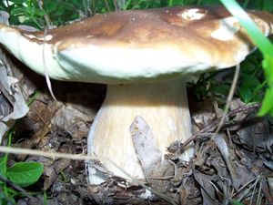 Klikni pro velký obrázek