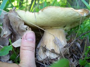 Klikni pro velký obrázek