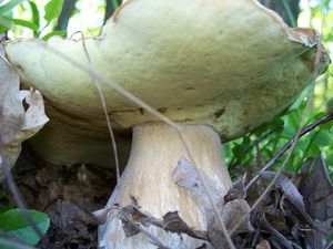 Klikni pro velký obrázek